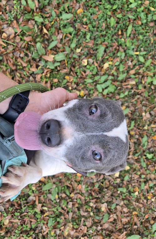 RINGO - Unknown available for adoption