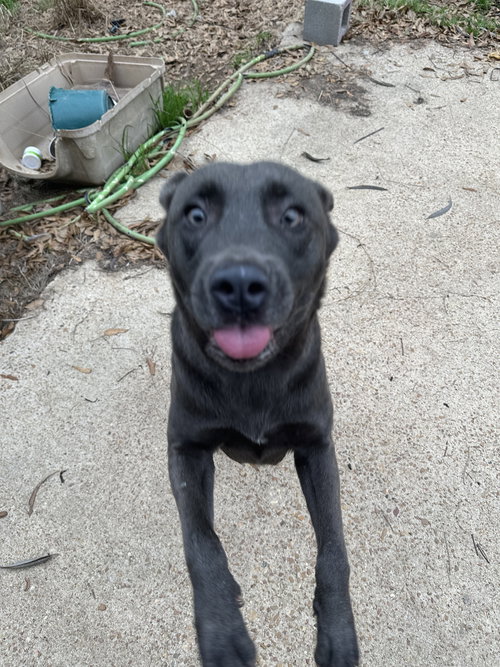 TEDDY - Labrador Retriever available for adoption