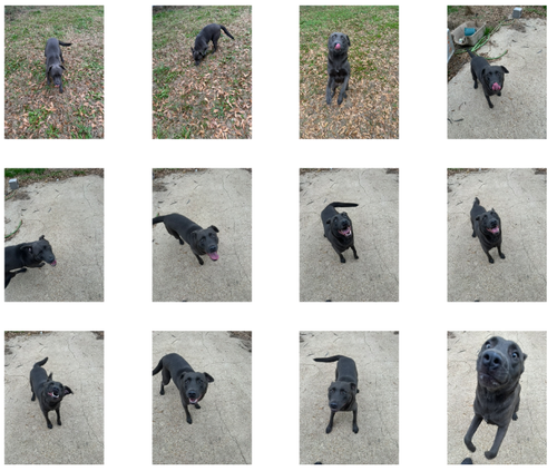TEDDY - Labrador Retriever available for adoption