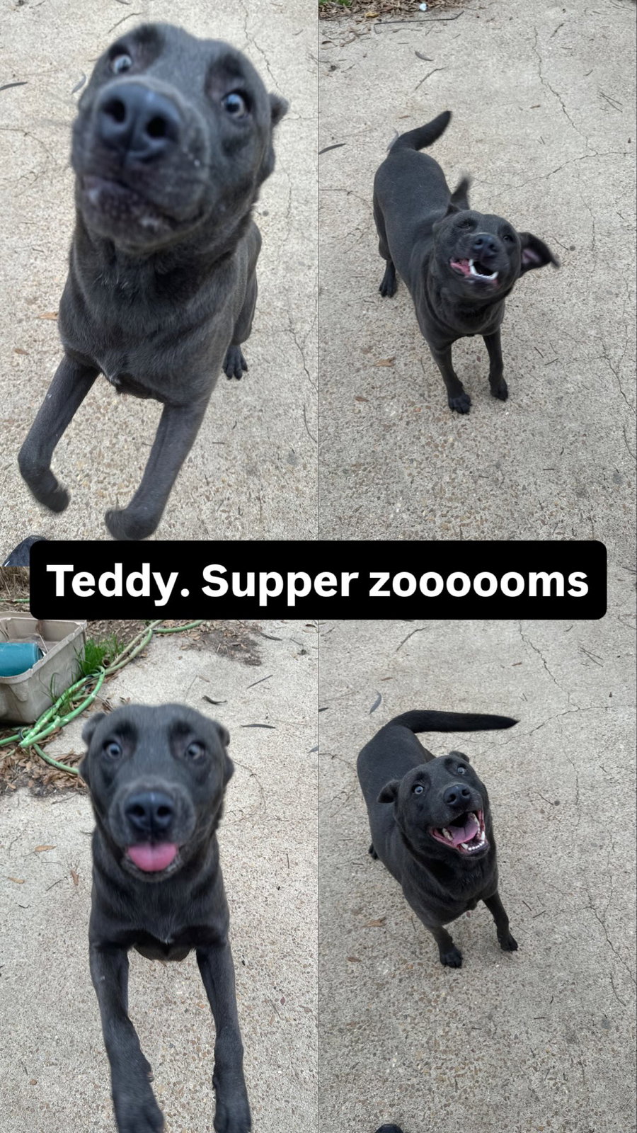 Teddy