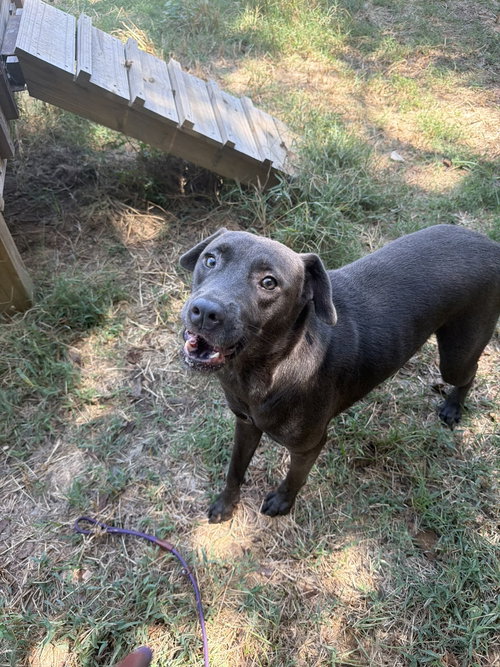 Teddy, a dog for adoption from Animal Rescue Fund of MS