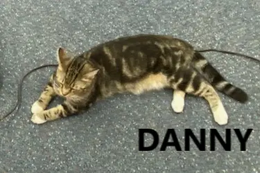 Danny - Domestic Short Hair
