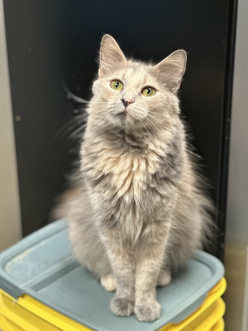 picture of the cat needing adoption