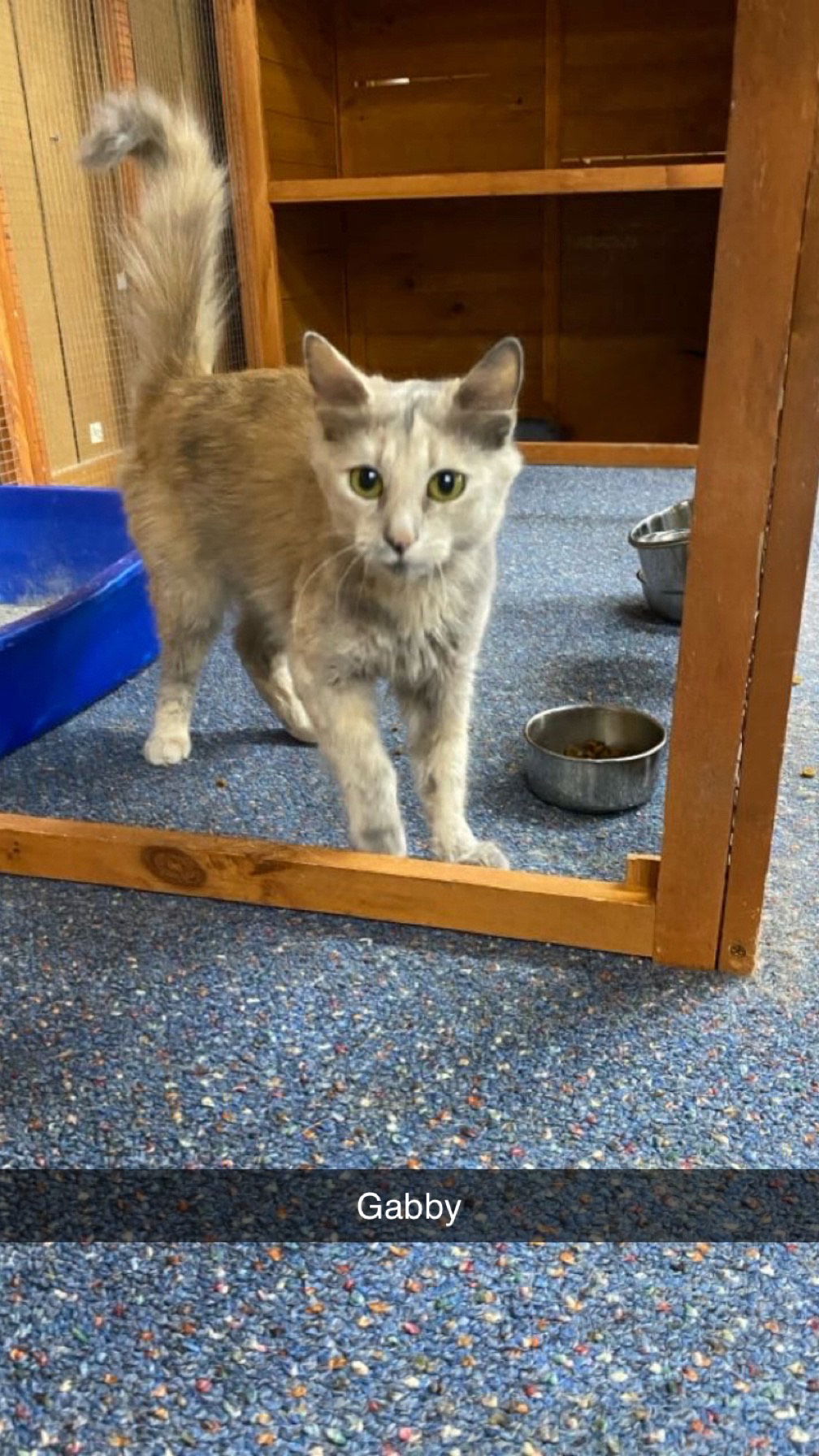 adoptable Cat in Jackson, MS named Gabby