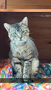 adoptable Cat in , MS named Tom