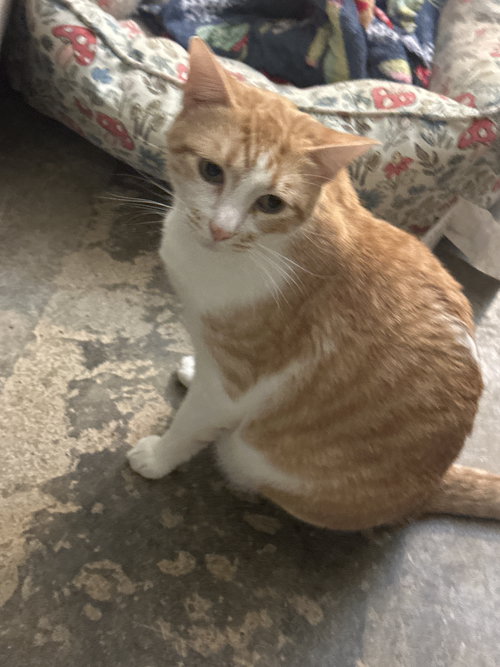 picture of the cat needing adoption