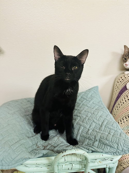 picture of the cat needing adoption