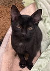 adoptable Cat in , MS named Ivan