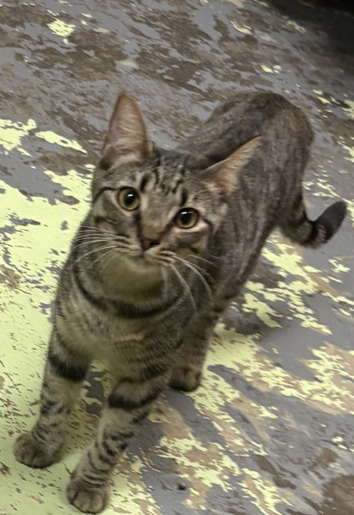 picture of the cat needing adoption