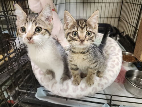 picture of the cat needing adoption