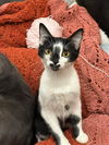 adoptable Cat in , MS named Madame