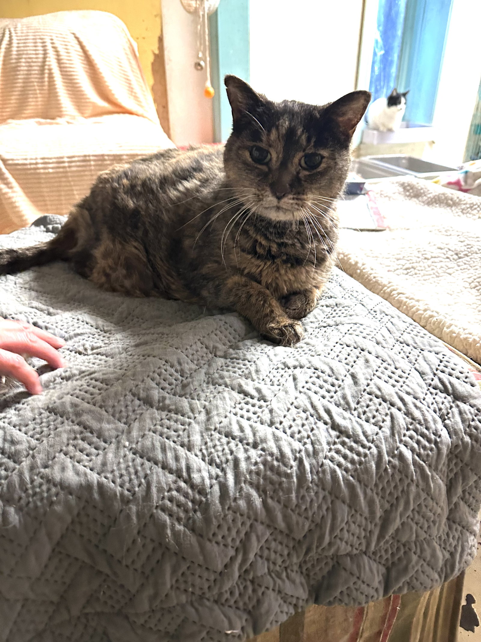 Maggie Image