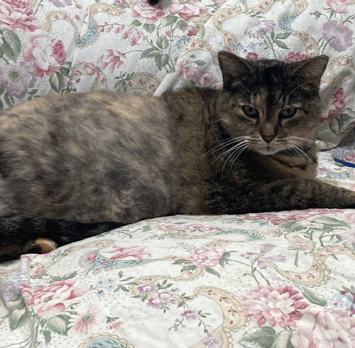 MAGGIE - Domestic Short Hair available for adoption