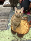 adoptable Cat in , MS named Biscotti