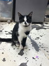 adoptable Cat in , MS named Jackel