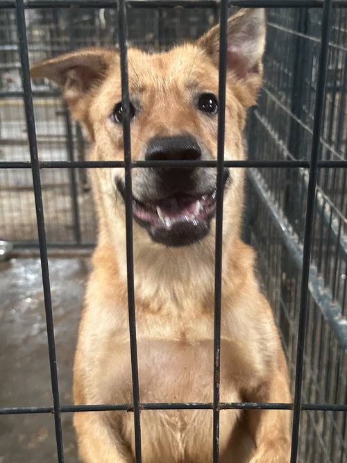 BLAIR - Shepherd / Hound available for adoption