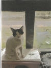 adoptable Cat in , MS named Reno