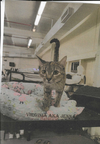 adoptable Cat in , MS named Virginia
