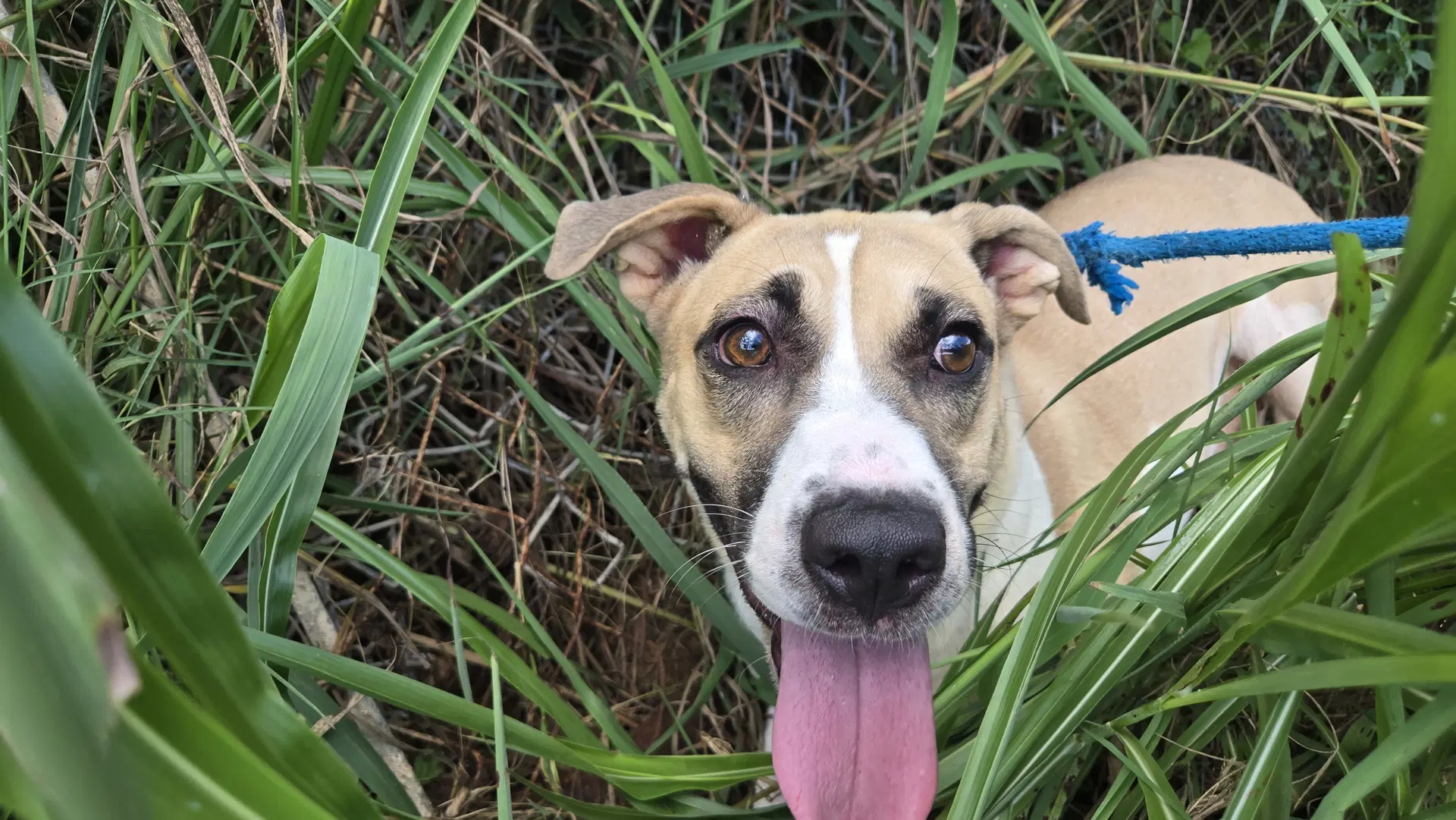 Martina - Black Mouth Cur