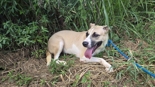 MARTINA - Hound available for adoption
