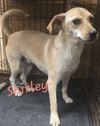 Shirley - Photo 2