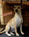 Shirley - Photo 3