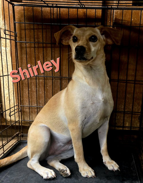 Shirley — thumbnail 3
