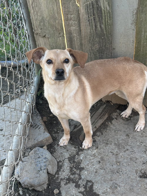picture of the dog needing adoption