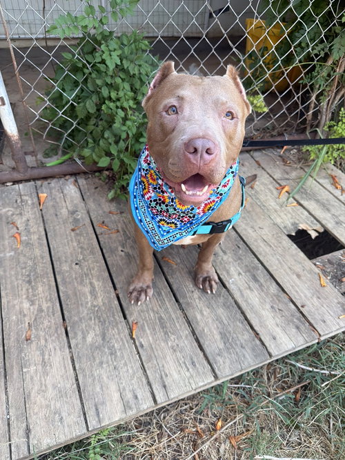 Mayham, a dog for adoption from Animal Rescue Fund of MS