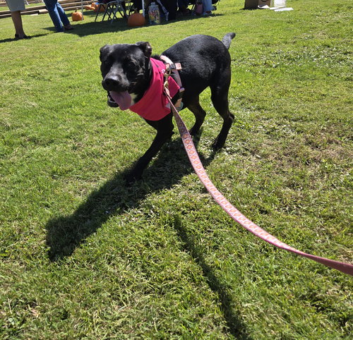 AUGUSTUS - Black Labrador Retriever / Shepherd available for adoption