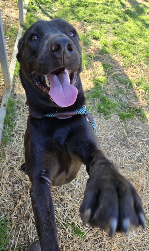 AUGUSTUS - Black Labrador Retriever / Shepherd available for adoption