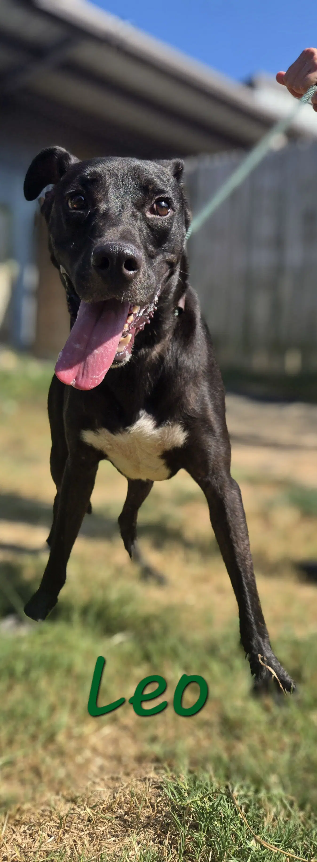 Leo - Labrador Retriever