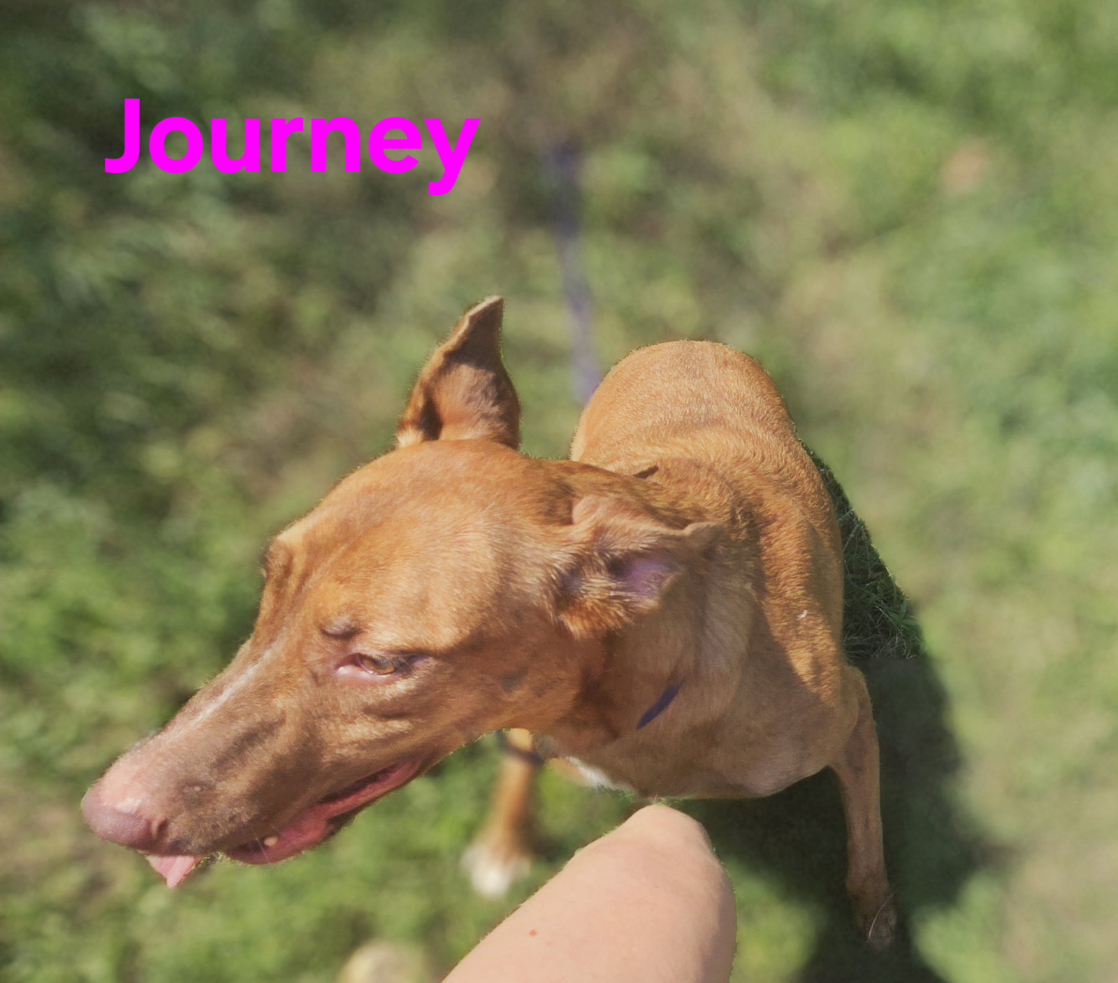 Journey, photo 4