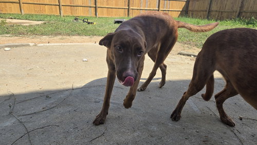 JENNICA - Hound / Shepherd available for adoption