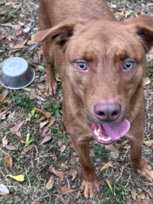 JORDAN - Hound / Shepherd available for adoption