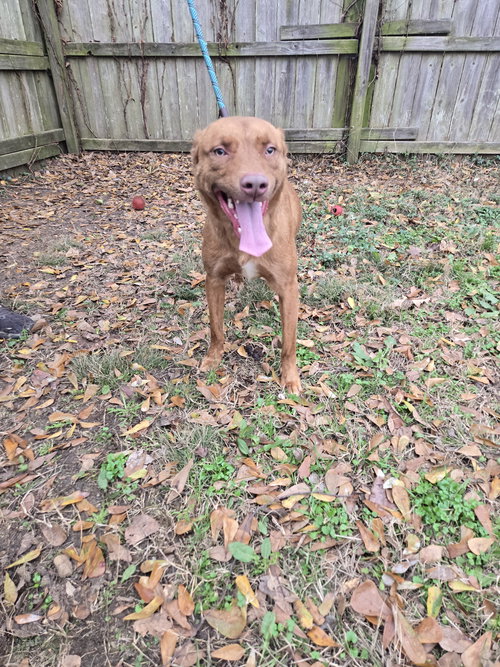 picture of the dog needing adoption