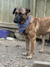 adoptable Dog in  named Sweat Pea (Mize)