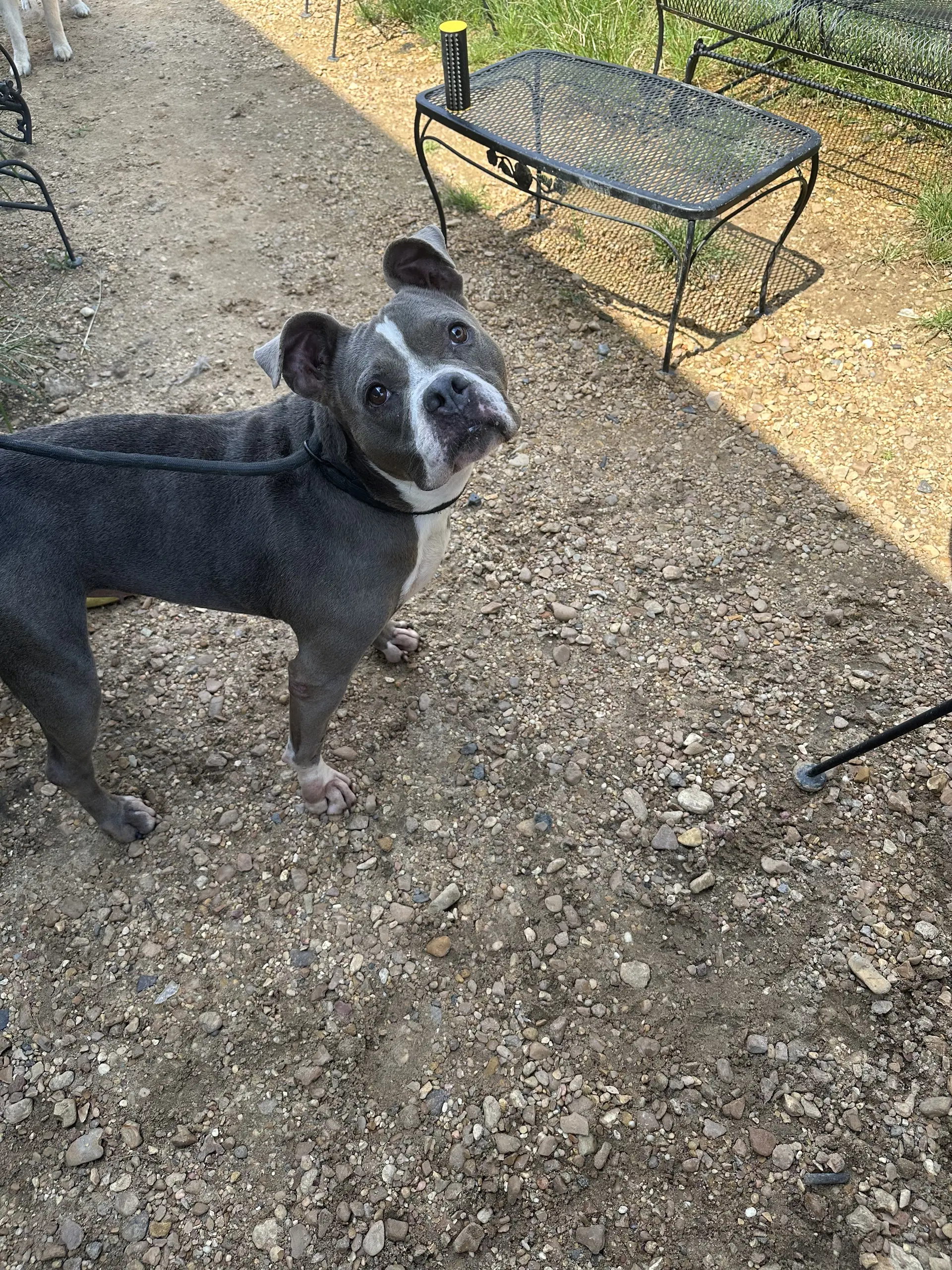 Mercy Grace - Boxer