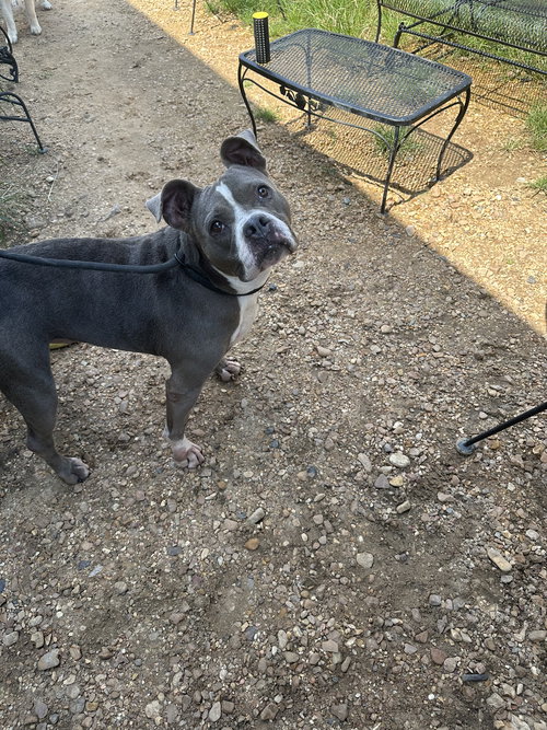 MERCY GRACE - Boxer available for adoption