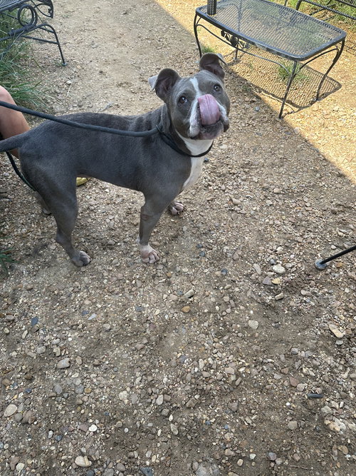 MERCY GRACE - Boxer available for adoption