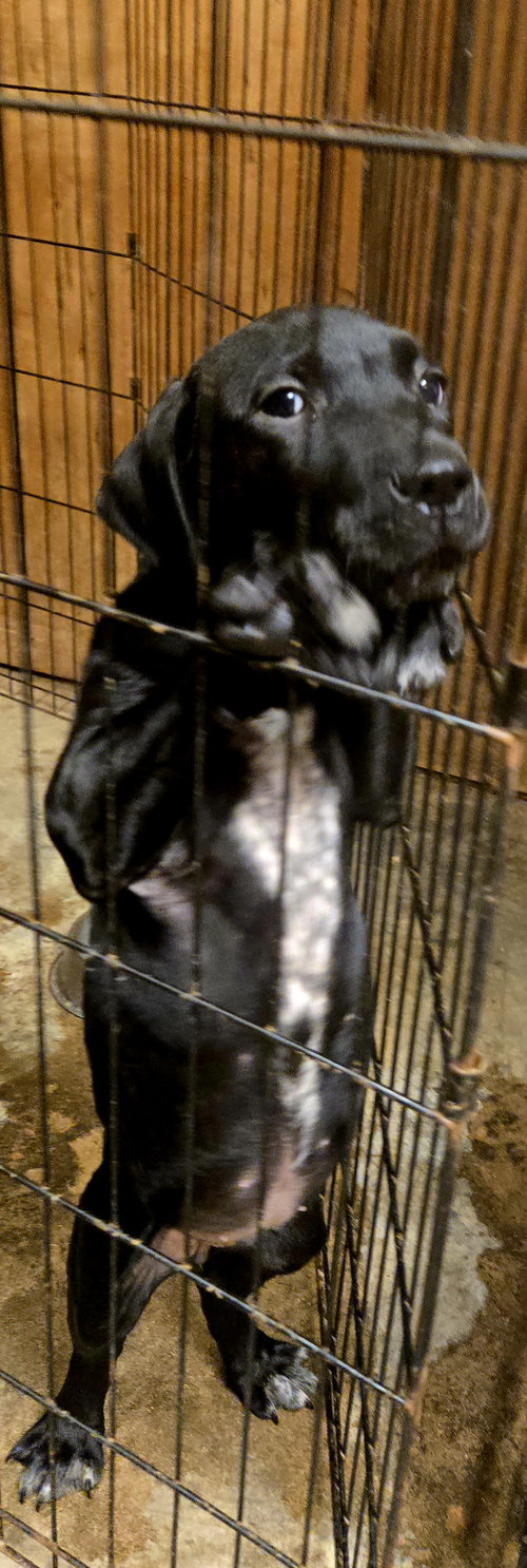 animal-image