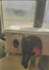 adoptable Cat in , MS named Montana