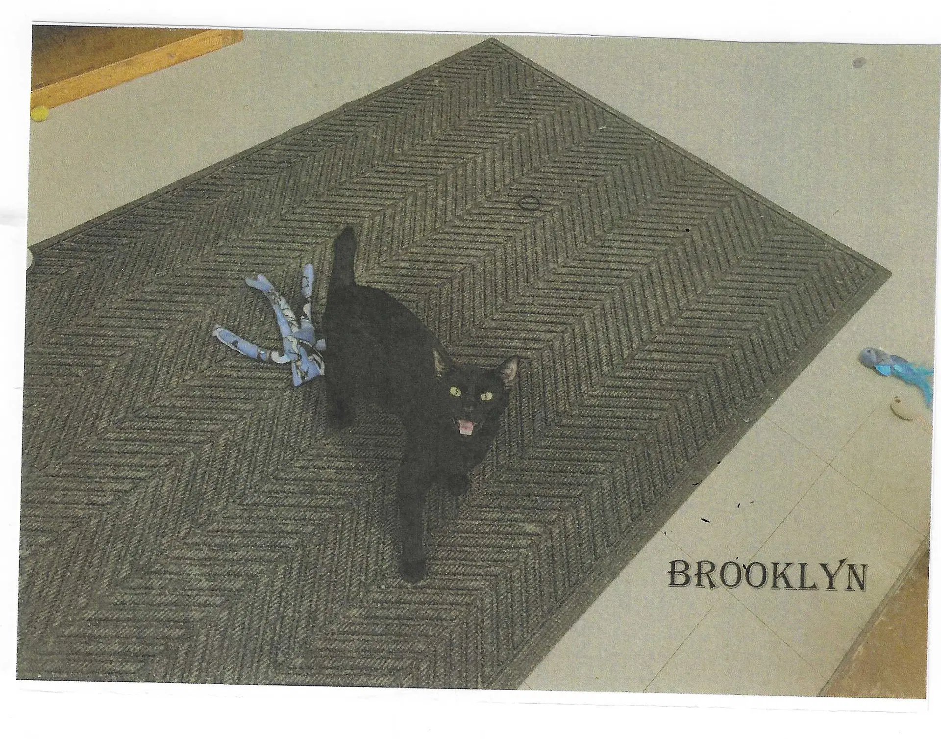 Brooklyn - Domestic Short Hair