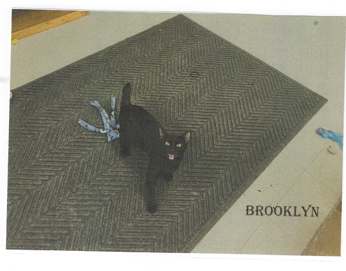 BROOKLYN - Domestic Short Hair available for adoption