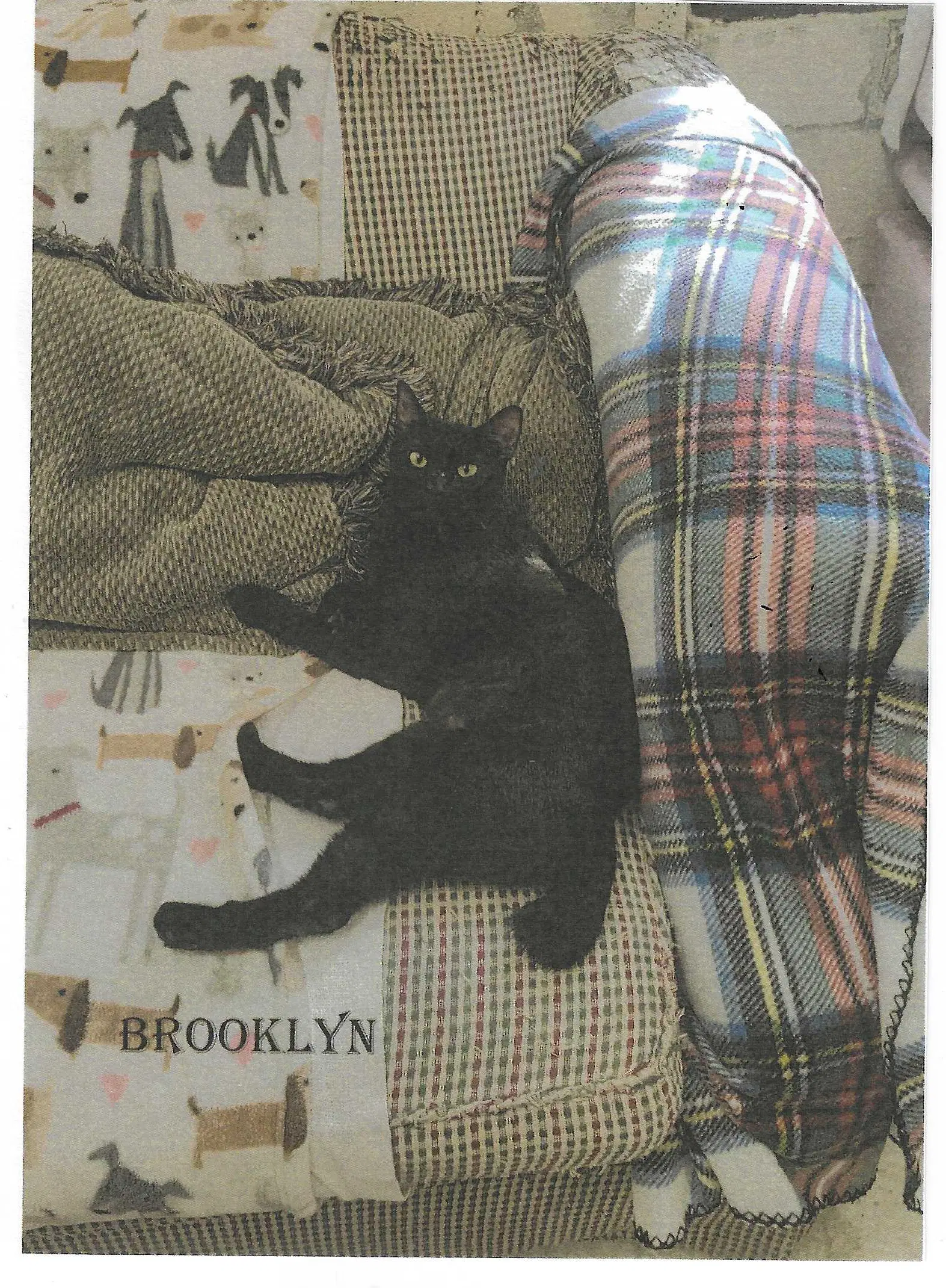Brooklyn image 2