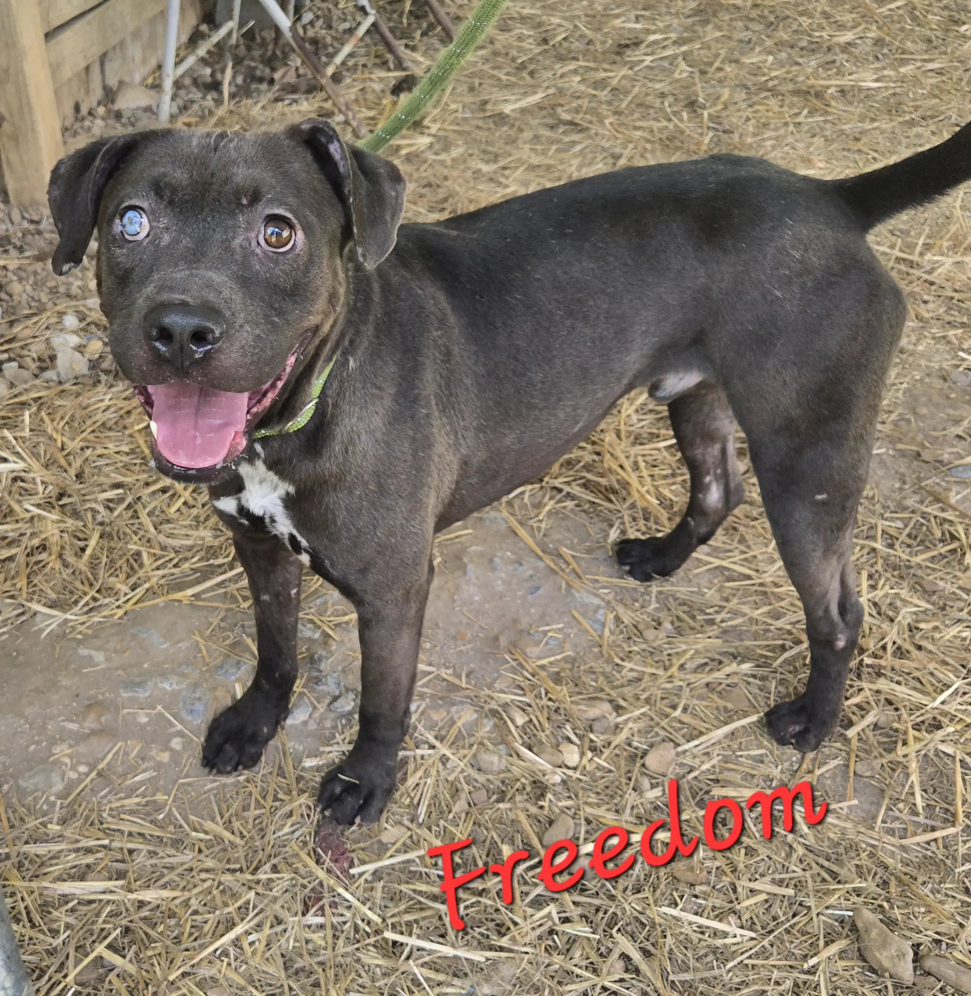 Freedom - American Staffordshire Terrier