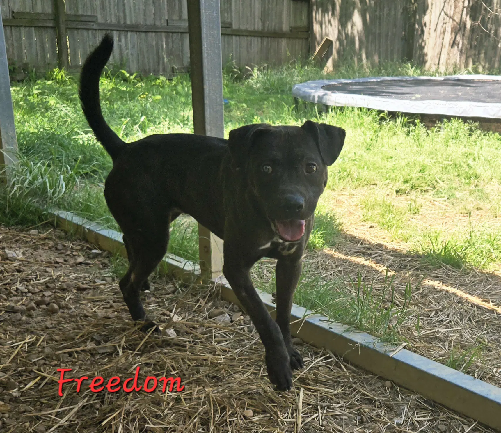 Freedom image 2