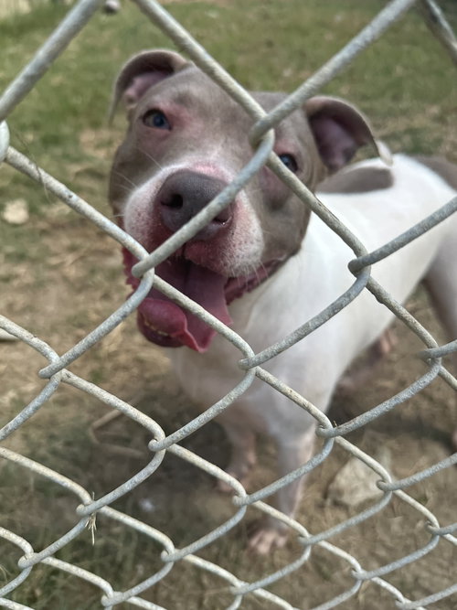 LORETTA - American Staffordshire Terrier available for adoption