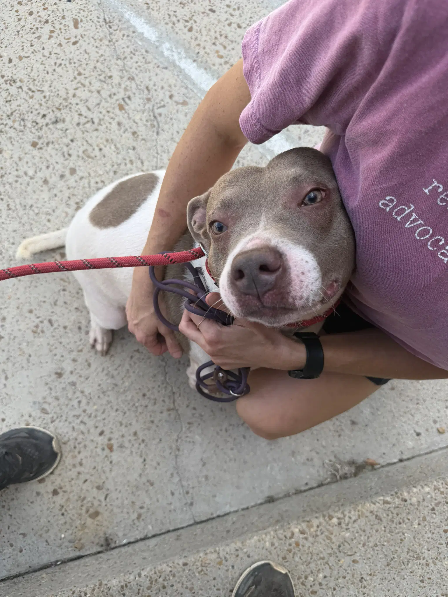 Loretta - American Staffordshire Terrier