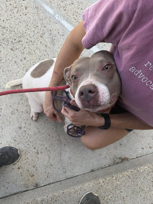 Loretta, a dog for adoption from Animal Rescue Fund of MS
